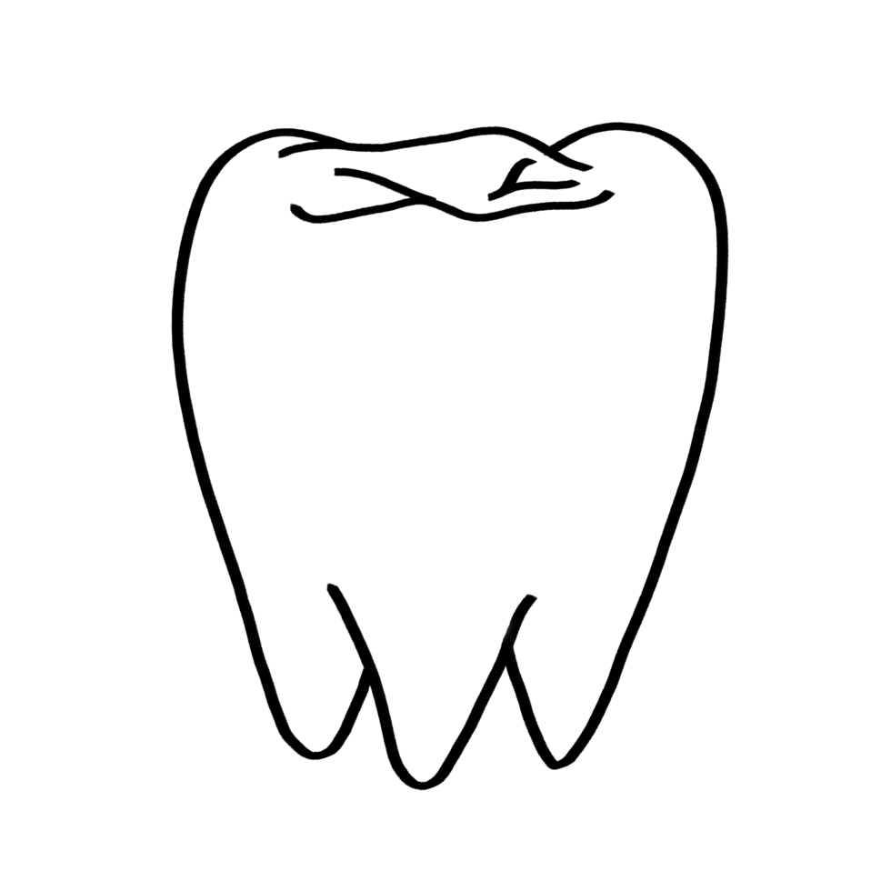molar teeth outline drawing png