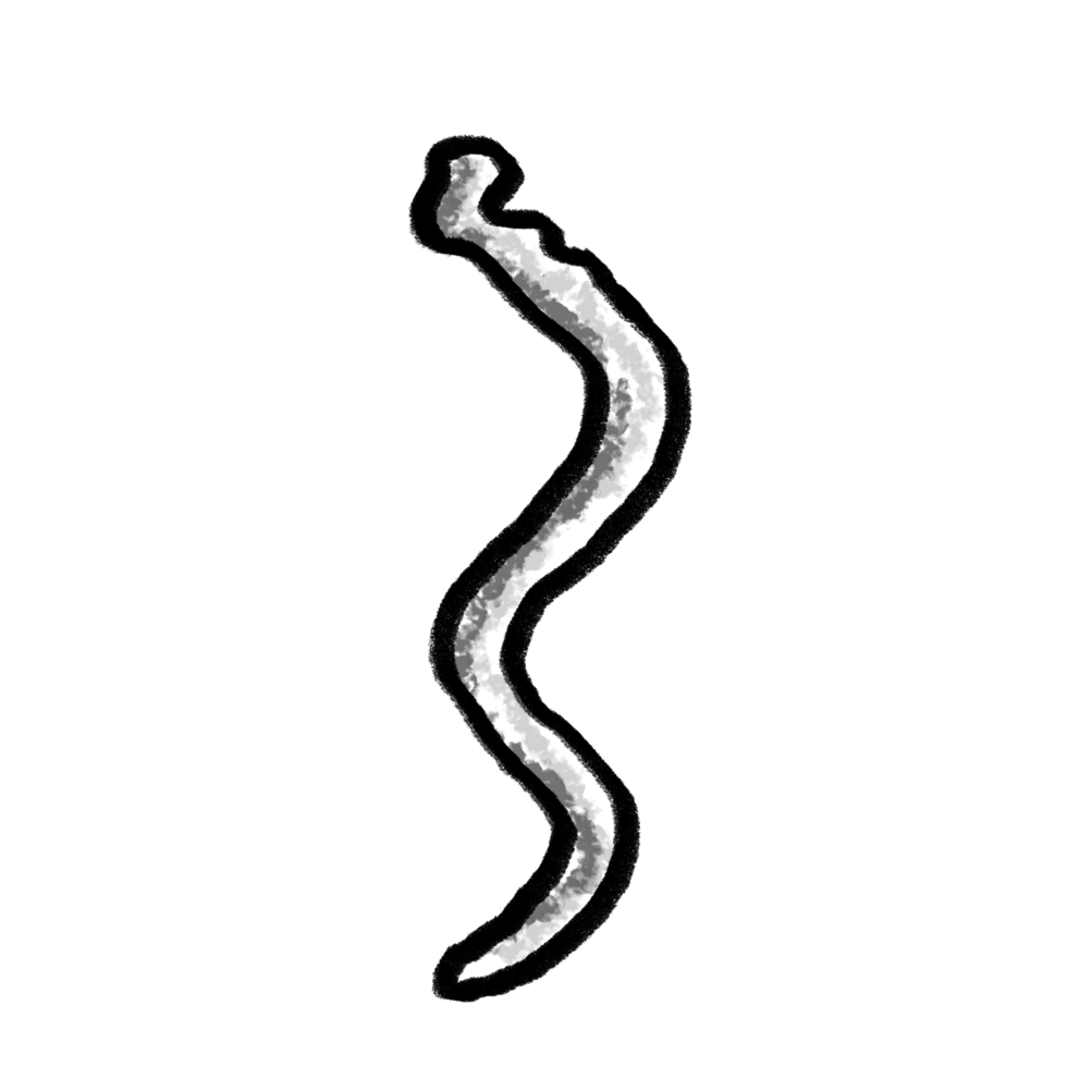 syphilis bacteria outline drawing png