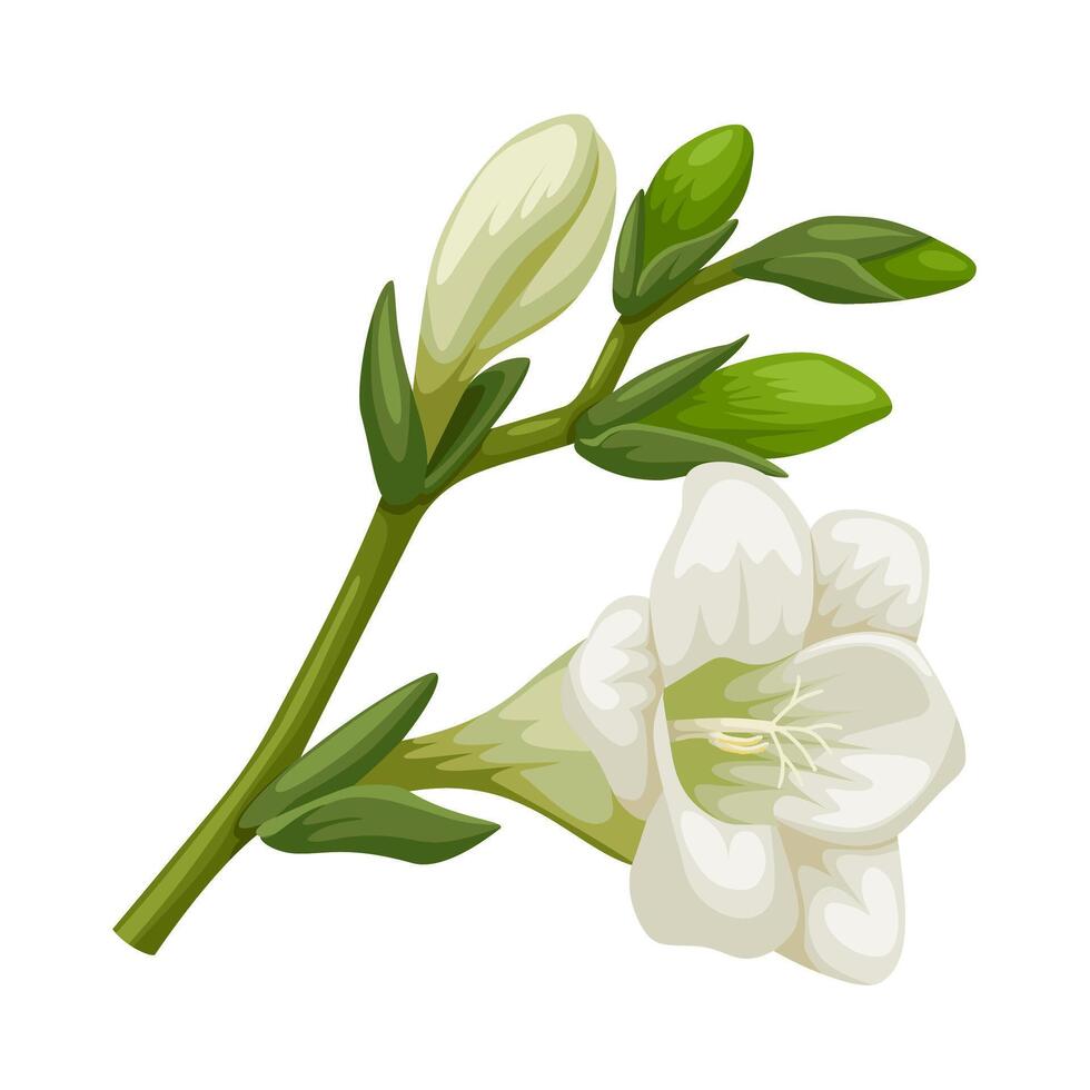Illustration of white freesia flower, isolated on white background. vector