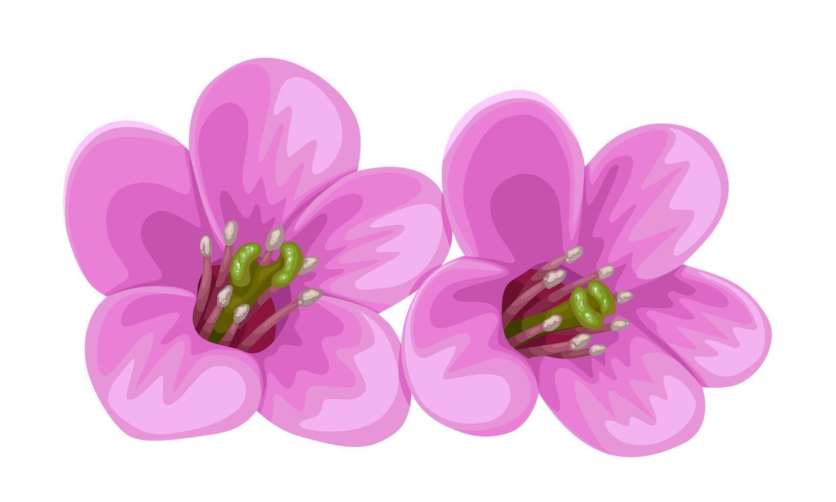 Illustration of a bergenia flower, or elephant's ears flower, isolated on a white background. vector