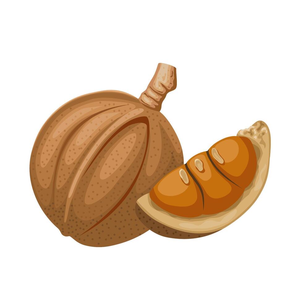 Illustration of Carapa guianensis seeds, also known by the common names andiroba or crabwood, isolated on white background. vector