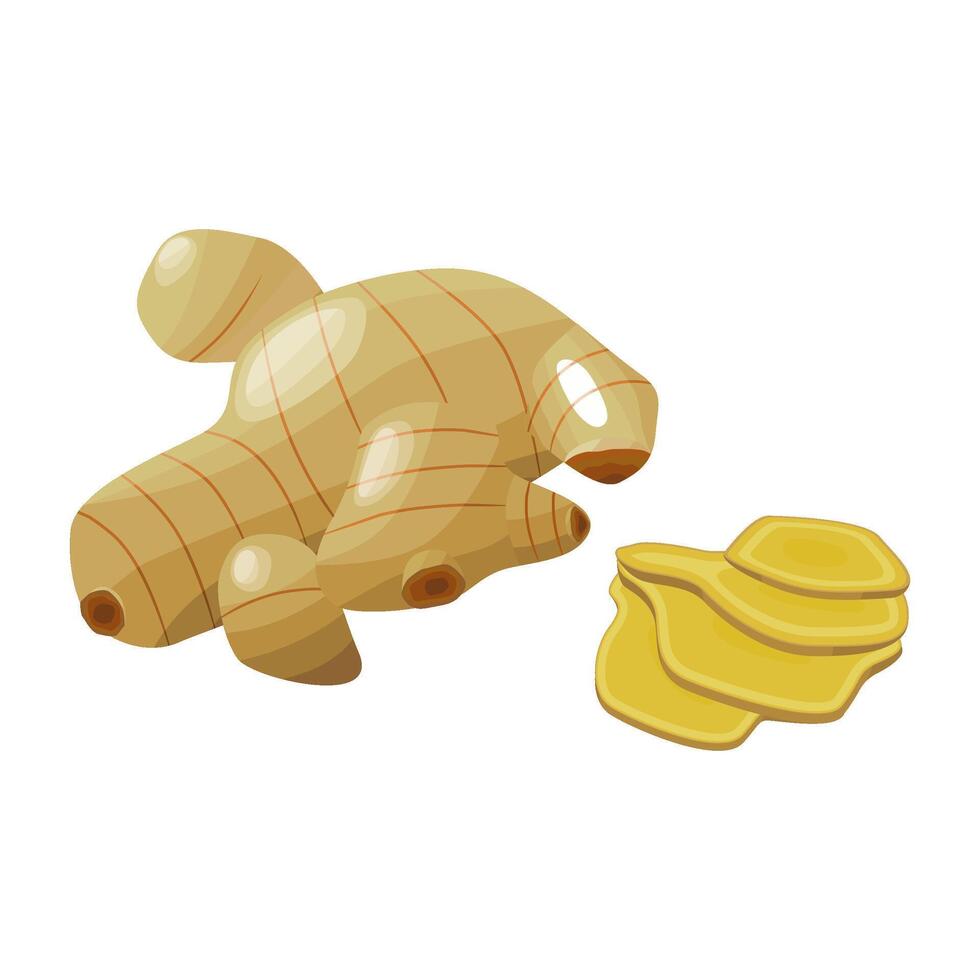 Fresh Ginger Root Illustration vector