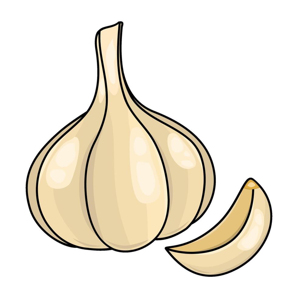 Fresh Garlic Clove Illustration vector