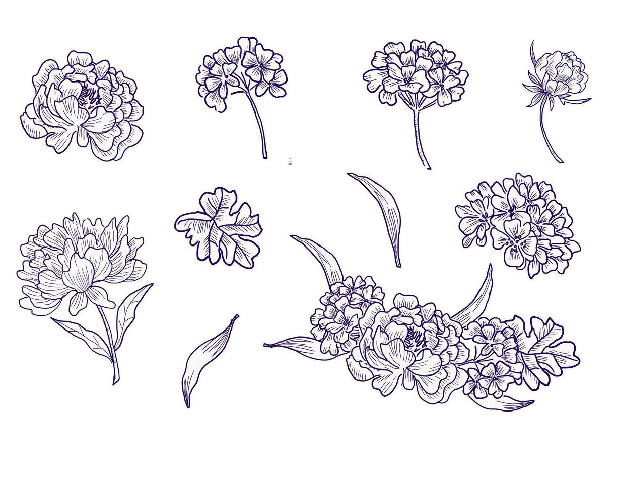 Hand Drawn Peony, Rose, and Hydrangea Flower vector
