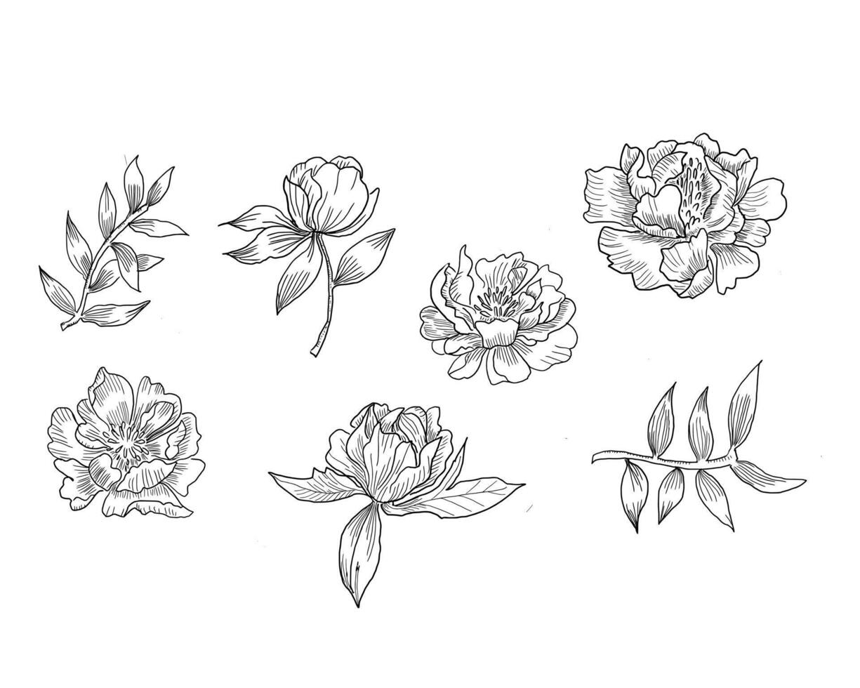 Hand Drawn Peony Flower and Leaves Line Art vector