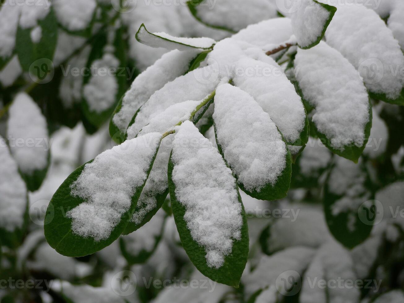 Snowy green leaves of a tree. Leaves covered with snow. Snowy and frosty winter weather. Unexpected first snow photo