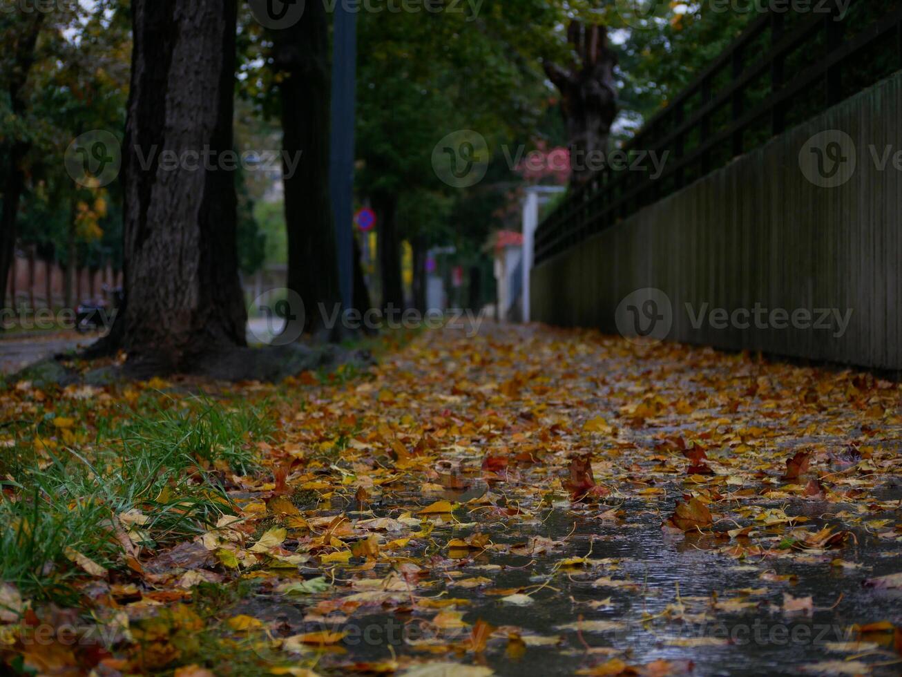Fallen yellow autumn leaves lie on the road in rain puddles. Late autumn landscape photo