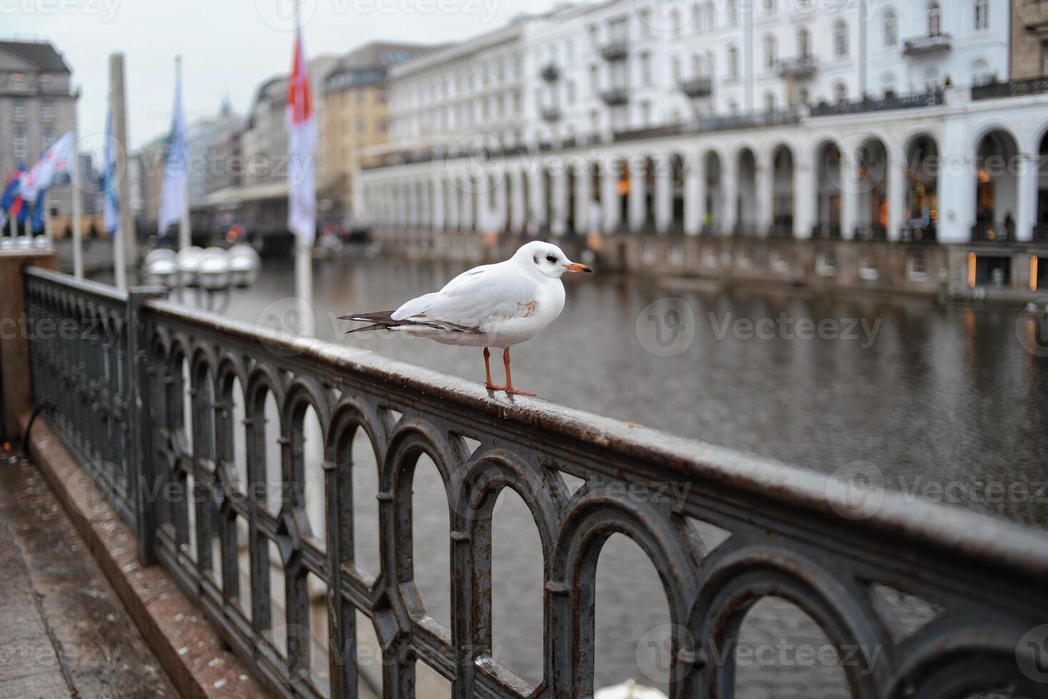 A seagull sits on the railing near the river. Center of Hamburg in the background photo