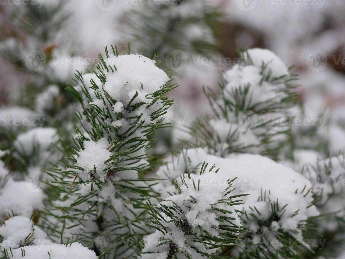 Snowy fir tree. Pine branches covered with snow. Christmas an New Year winter holidays concept. Snowy and frosty winter weather. Unexpected first snow photo