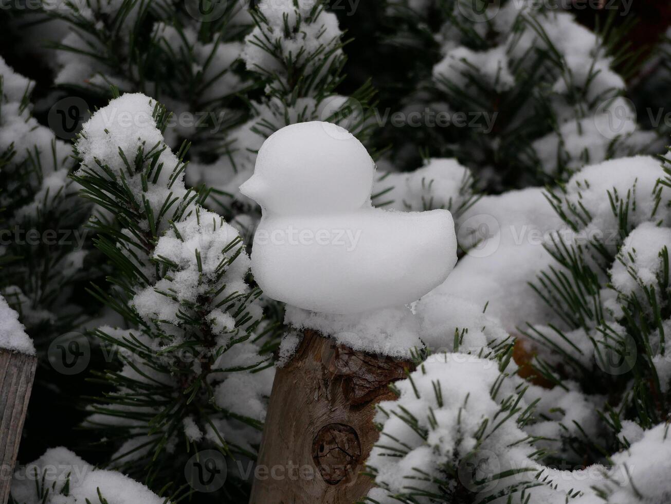 A duckling made of snow against the background of fir branches. Duck snowman. Winter holidays fun and entertainment for kids concept. Snowy and frosty winter weather. Unexpected first snow photo