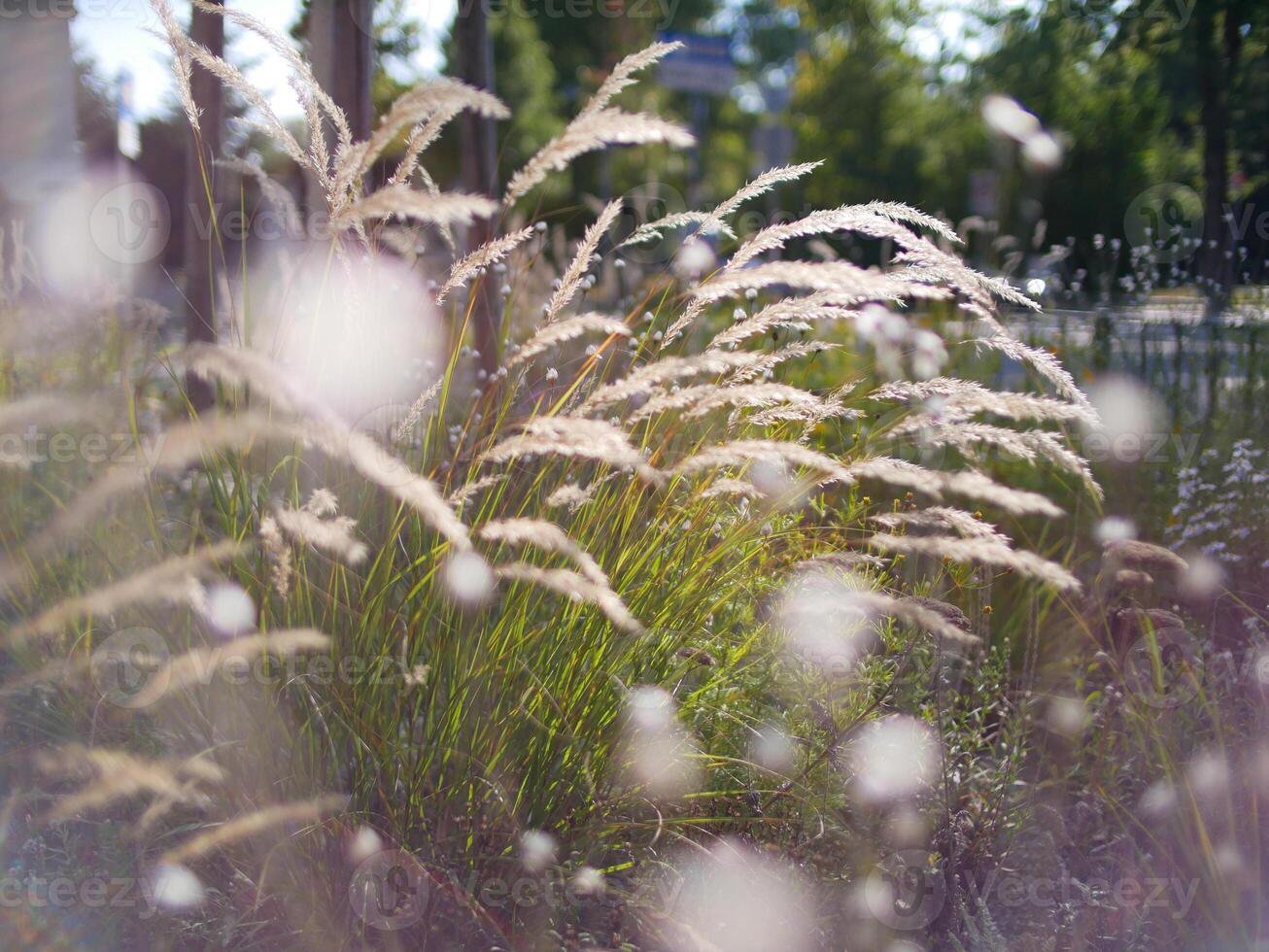 Autumn flowers and grass with blurred solar halo effect. An optical phenomenon of circular rainbow. Bokeh effect of the sun light. Glow ring reflection in a camera lens photo