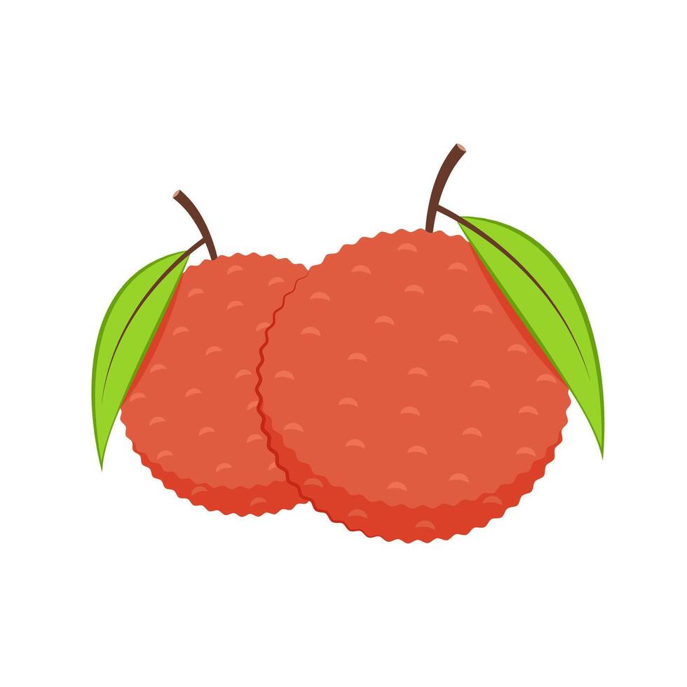 Lychee . Lychee on white background. vector
