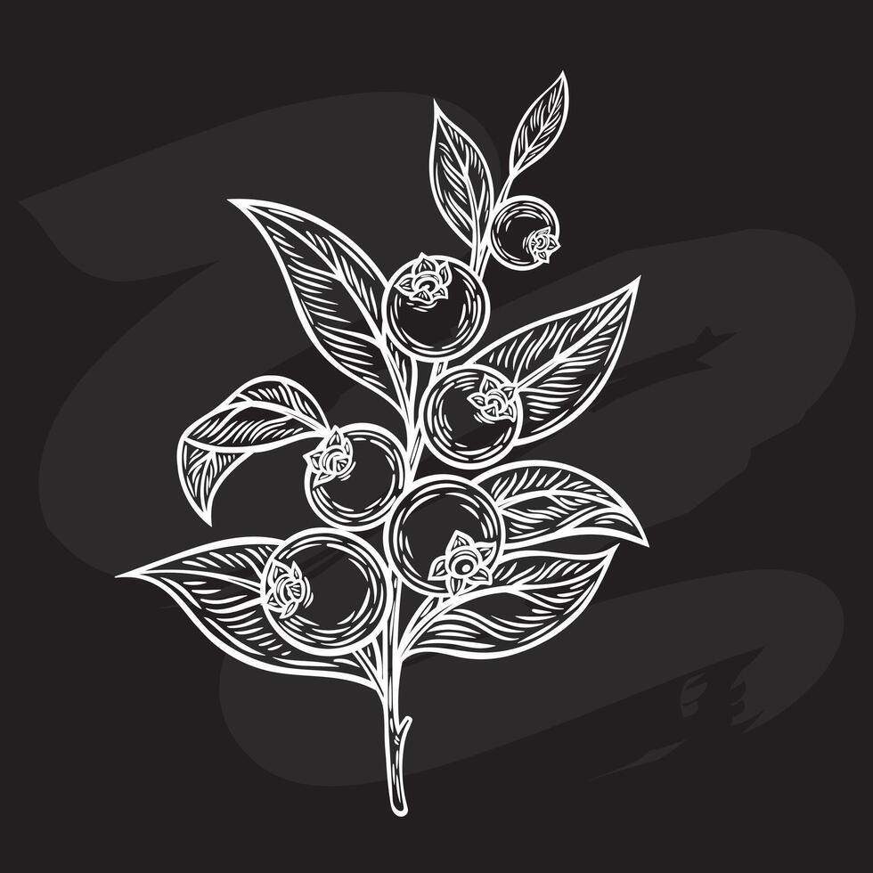 Blueberry branch in the style of line drawing vector