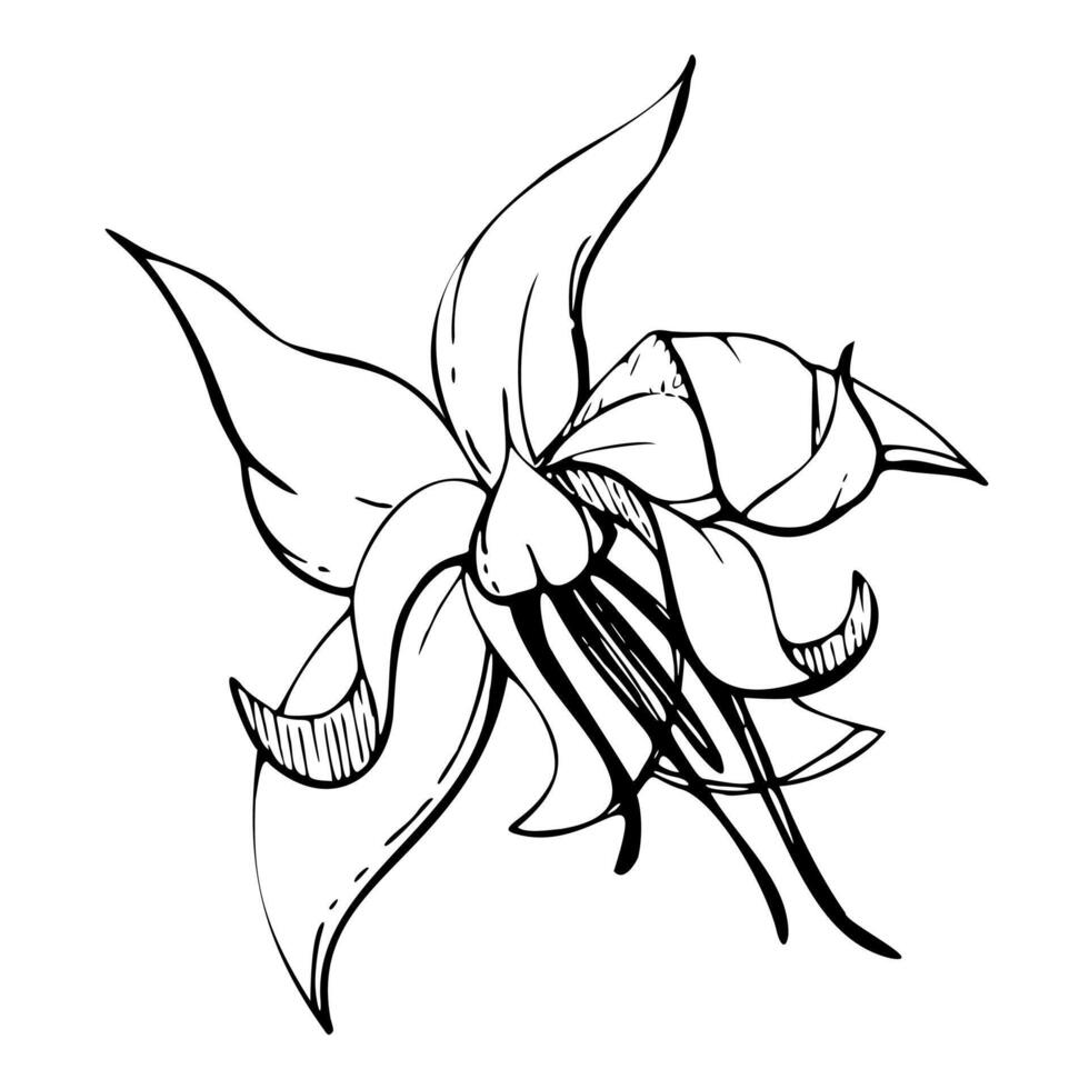 Coffee cocoa cacao vanilla flower, exotic tropical botanical illustration. Mayan aztec mexican plant. Hand drawn ink . Isolated single element for sweets cafe shop brochure, embroidery, travel vector