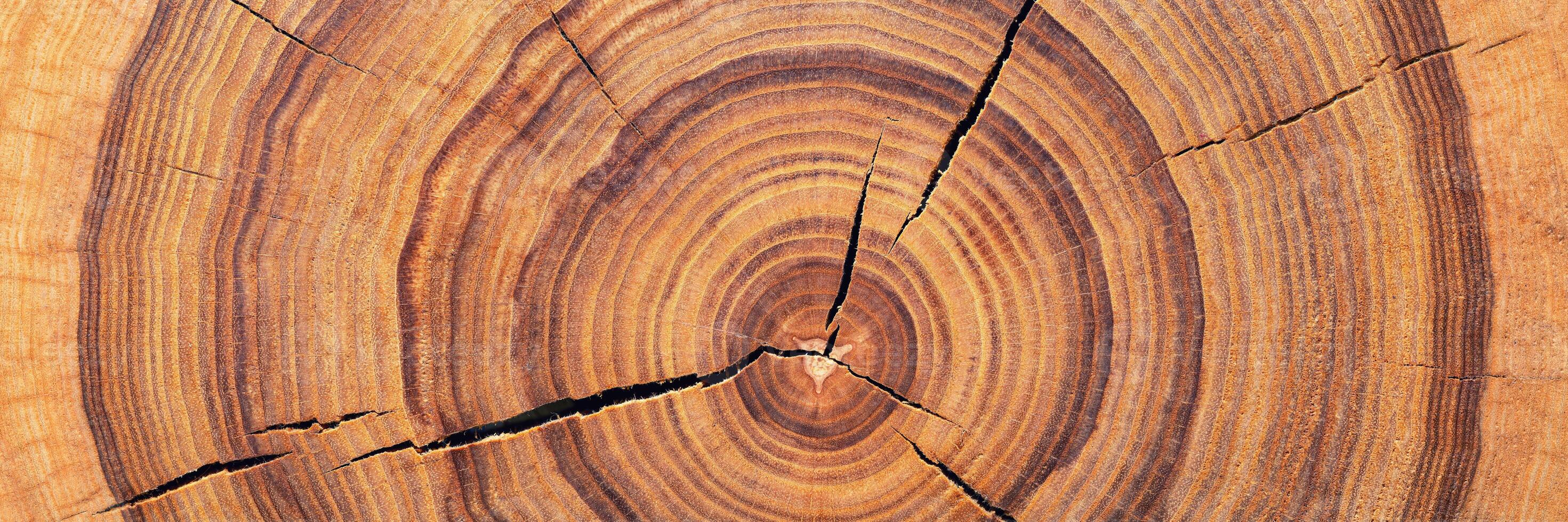 old wood texture with annual rings and cracks. wooden background photo