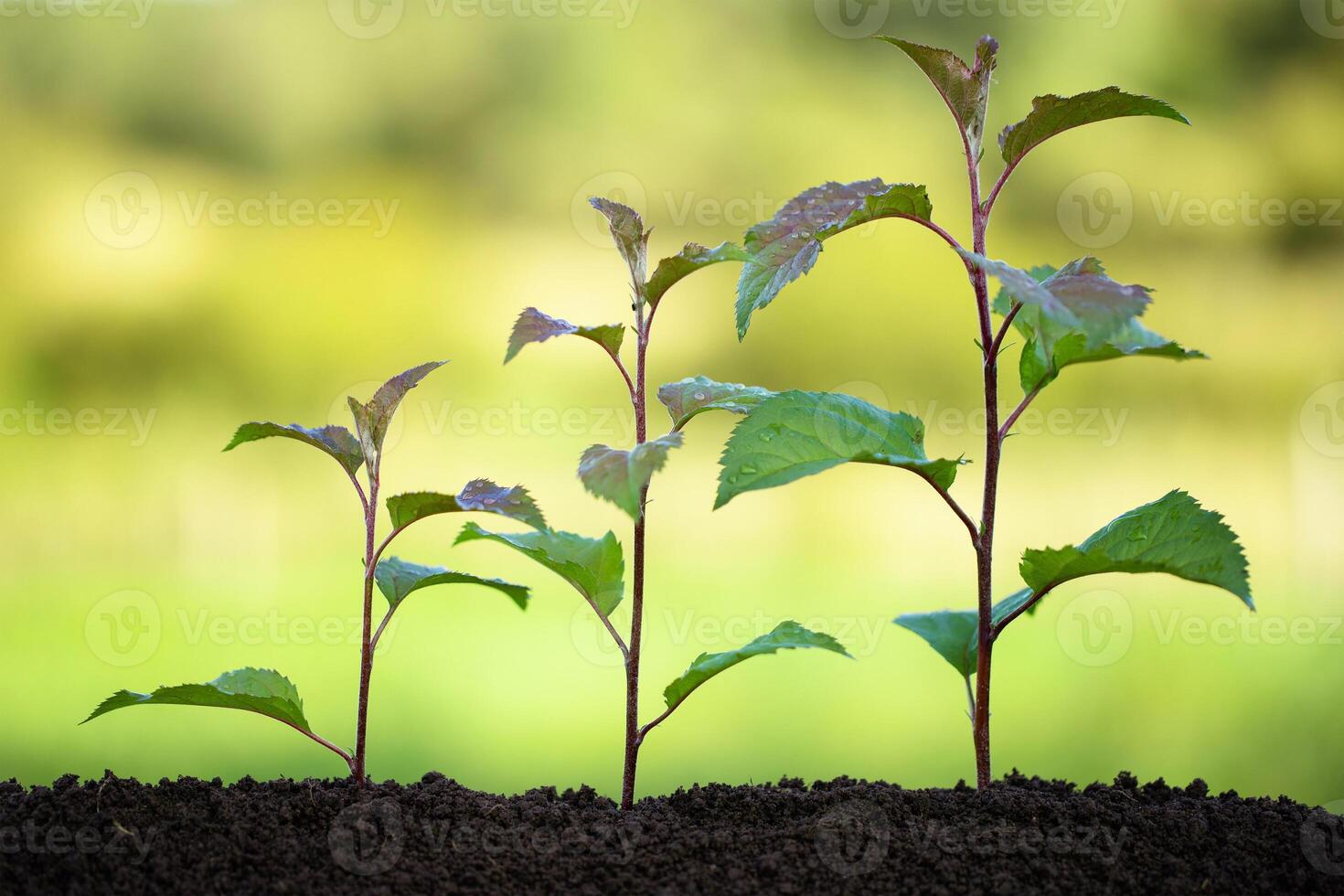 upward growth concept, plants of different sizes as steps photo