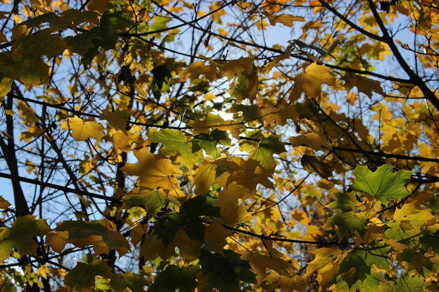 Sunshine breaks through the autumn leaves of the maple stock photo for backgrounds