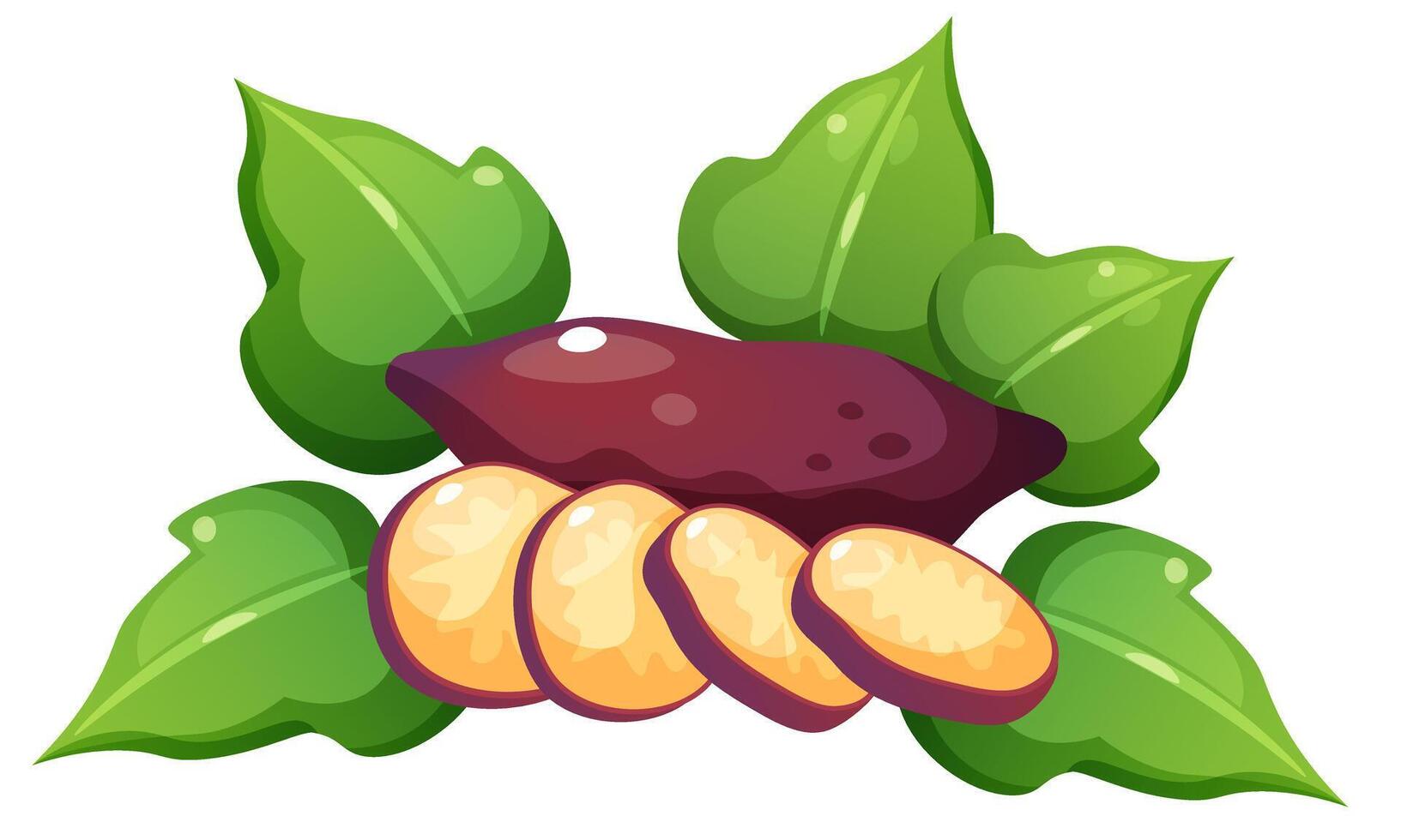 illustration of sweet potato and yam. Set of vegetables in different forms. Yellow vegetable with purple skin whole, cut in half, and in circles, sweet potato foliage. vector