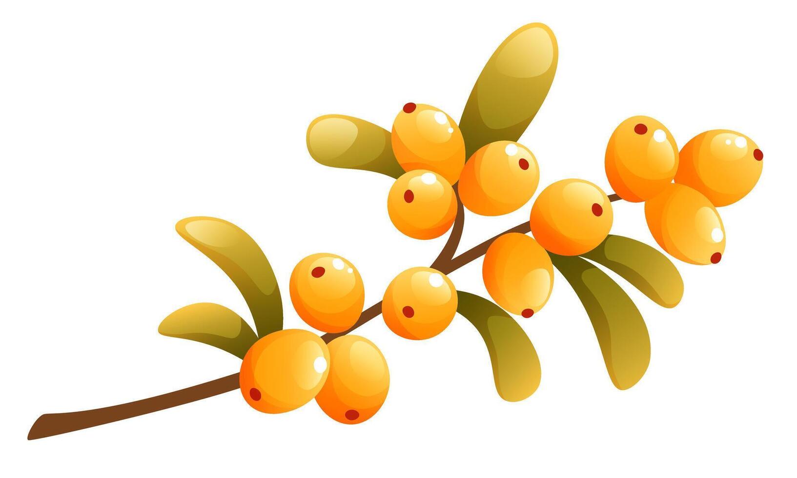 Set of illustrations of sea buckthorn. Sea buckthorn berries on a branch, a handful of berries with leaves. Clip art for labels, postcards, posters, logos. vector