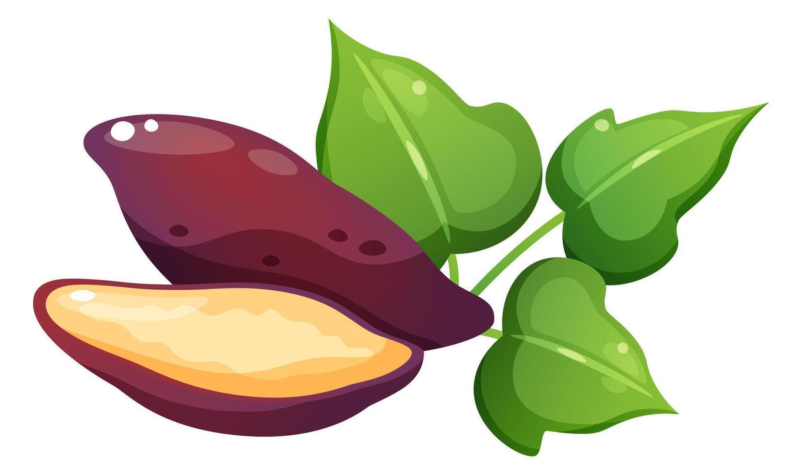 illustration of sweet potato and yam. Set of vegetables in different forms. Yellow vegetable with purple skin whole, cut in half, and in circles, sweet potato foliage. vector