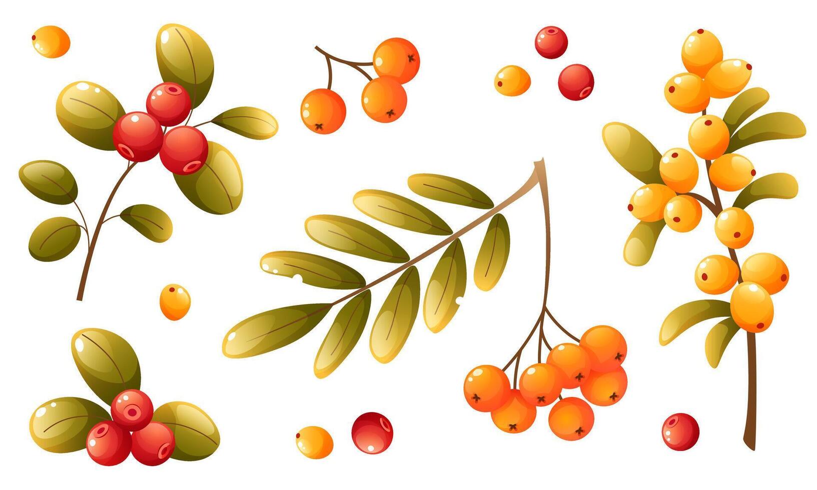 A set of different autumn, forest and garden berries. Lingonberry, sea buckthorn, rowan. Berries in a bunch, scattered, on a tree branch. Berries with autumn colored leaves. vector