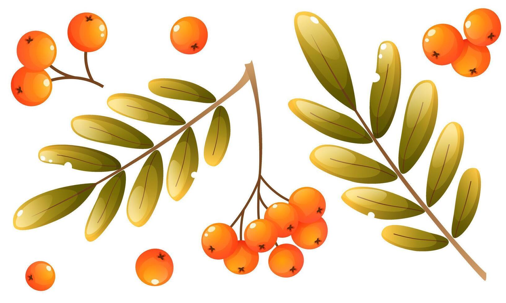 Set of rowan illustrations. Individual elements with rowan berries on a branch, a handful of berries with leaves and single scattered berries. Clip art for labels, postcards, logos. vector