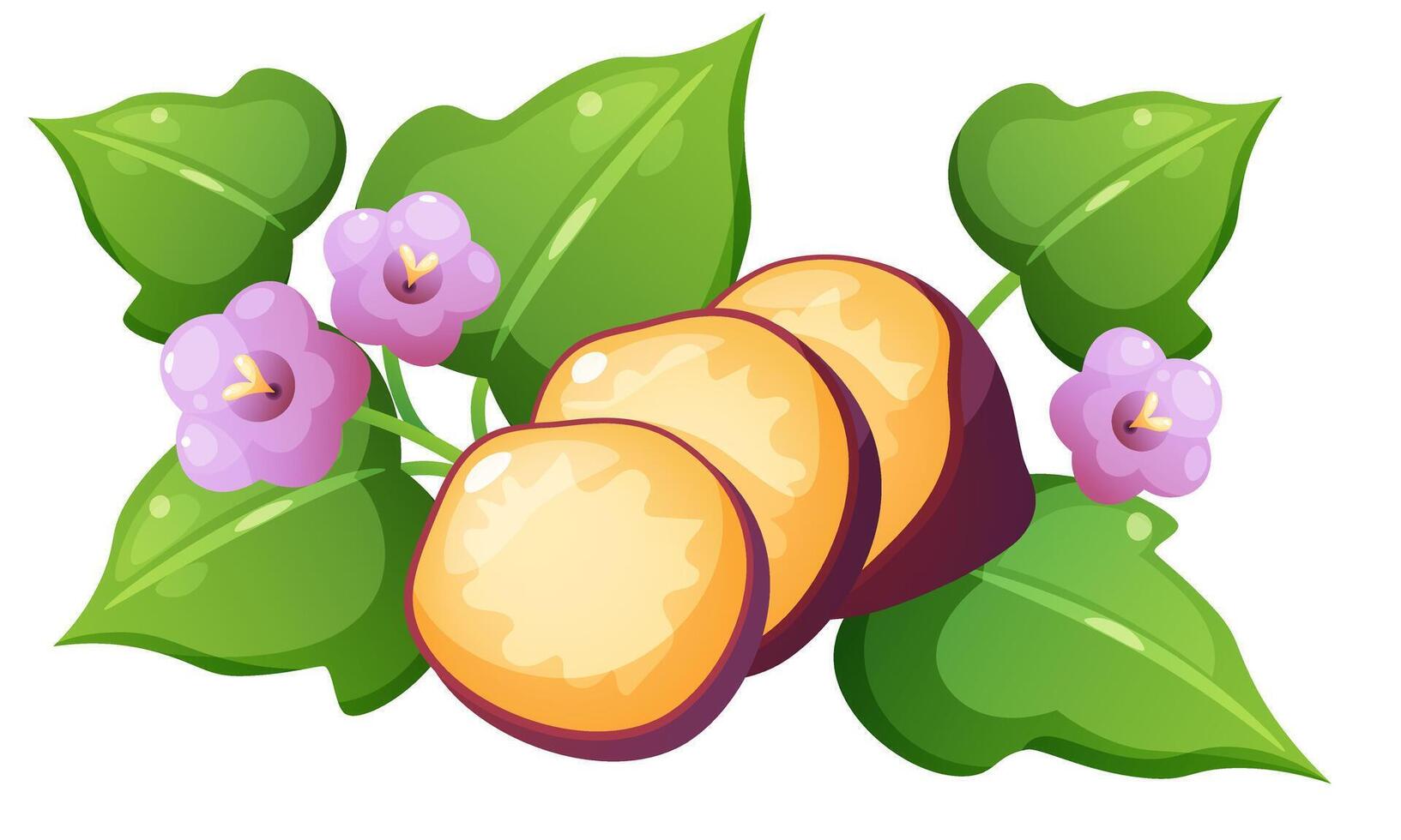 illustration of sweet potato and yam. Set of vegetables in different forms. Yellow vegetable with purple skin in whole form, cut in half, and in circles, foliage and flower of sweet potato. vector