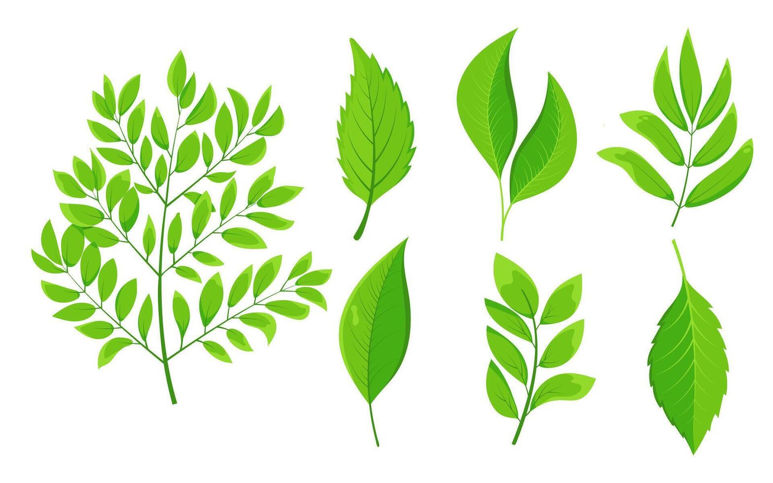 Set of different types of green leaves. Flat leaves with unique shapes and vein patterns. Icons for nature-themed designs and eco-friendly projects vector