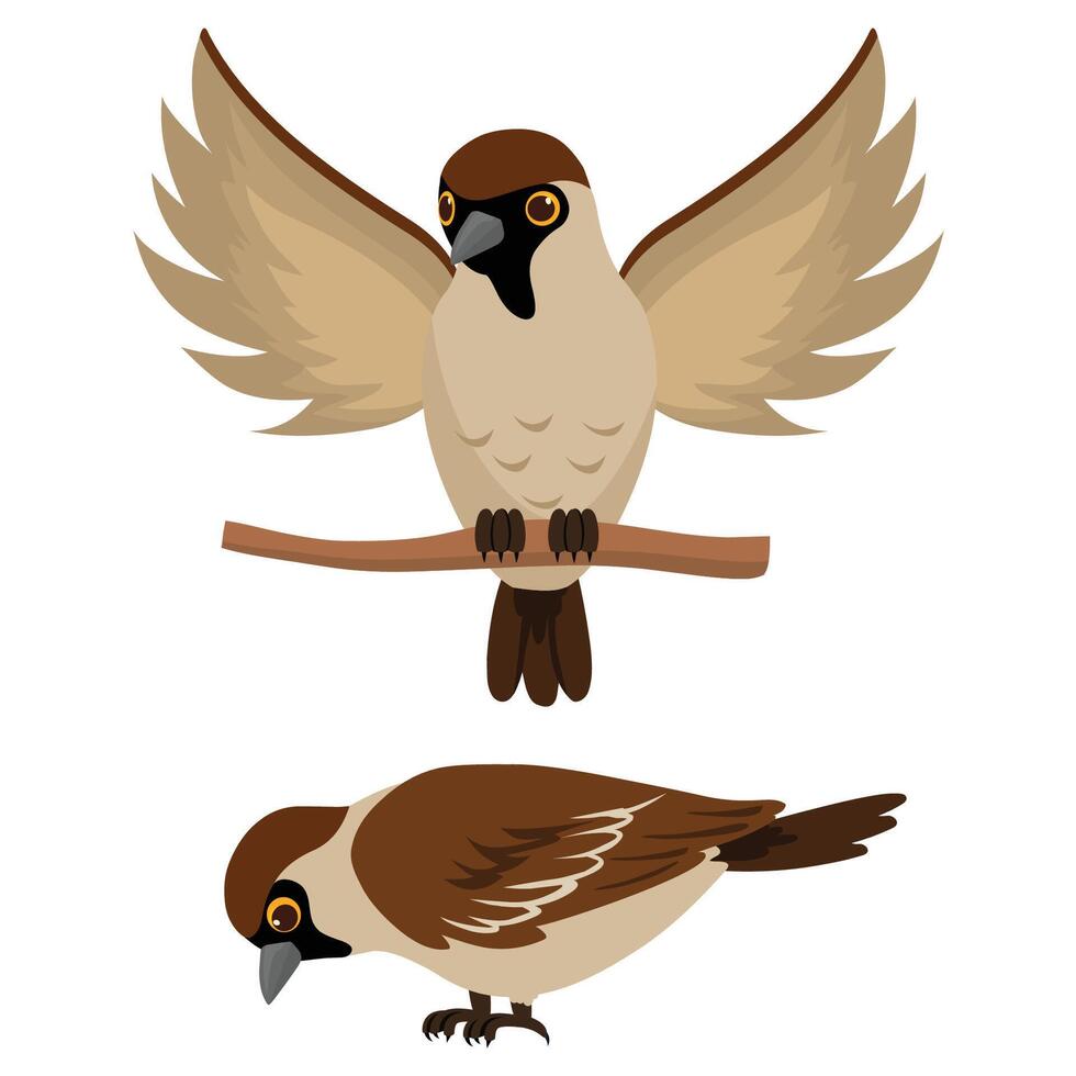 Sparrow bird trying to flying and Cute bird eating vector
