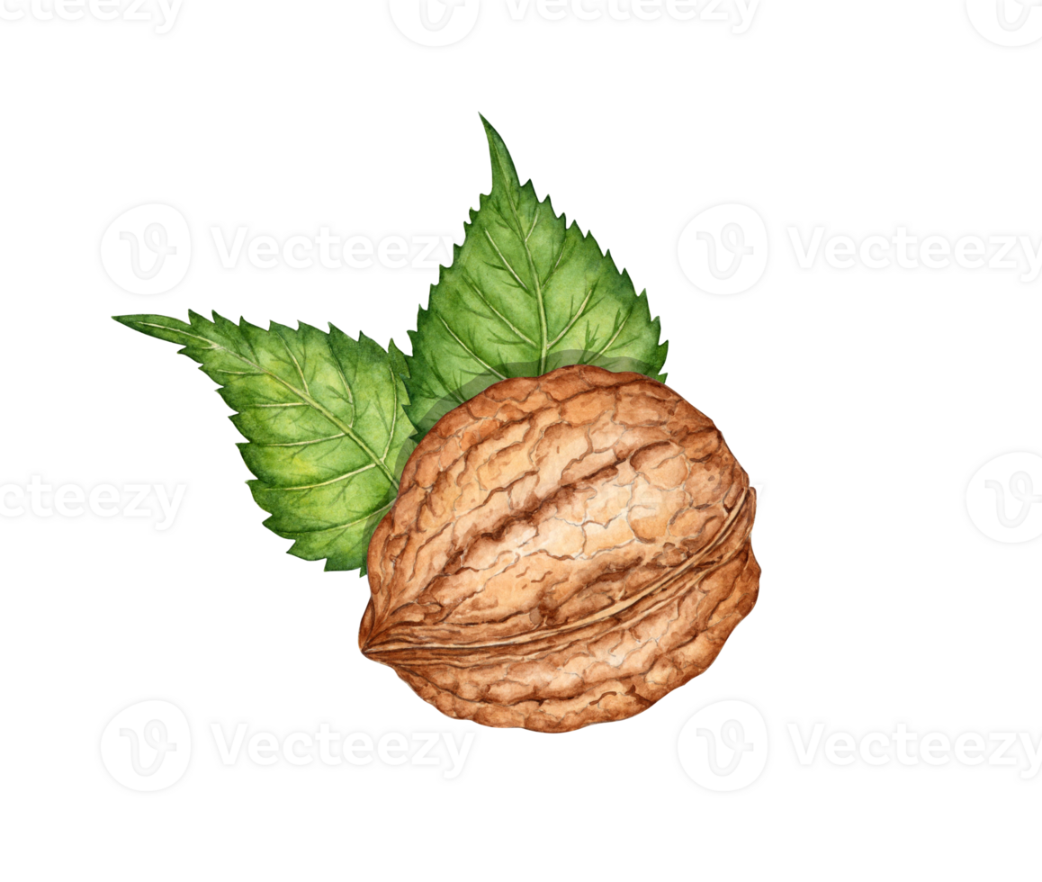 Whole walnut with leaves watercolor illustration isolated from background. Realistic texture and natural colors of the shell and kernel of the nut. Ideal cooking, botanical still lifes, packaging png