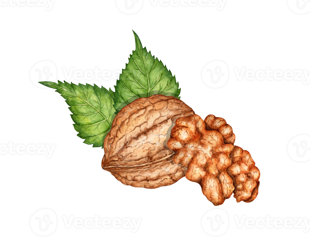 Whole walnut and kernel with green leaves watercolor illustration isolated from background. Realistic texture and natural colors of the shell and kernel of the nut. Ideal cooking, botanical still life png