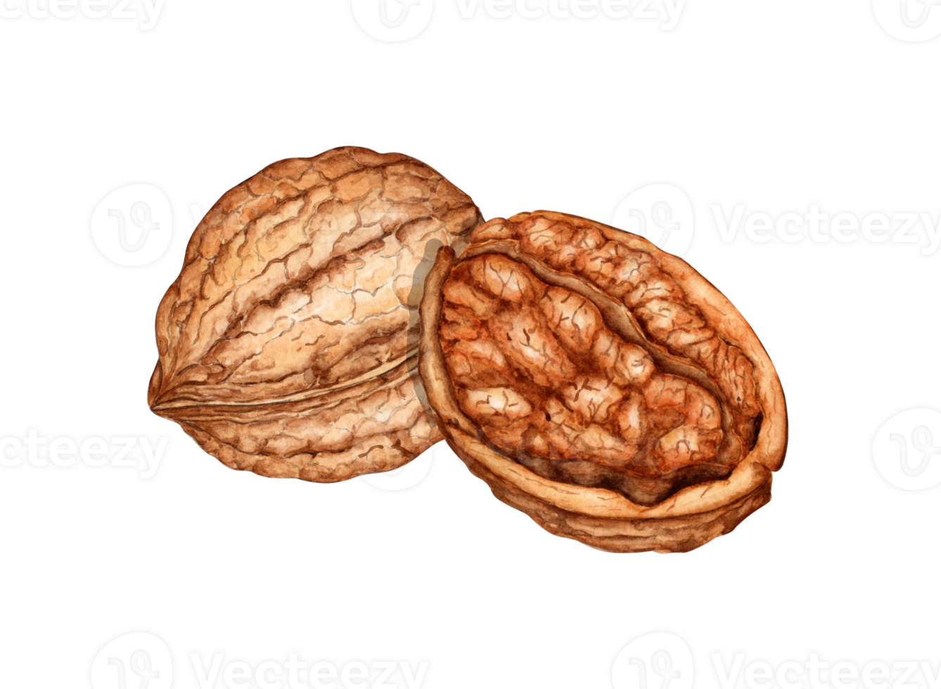 Whole walnut and half kernel with watercolor illustration of green leaves isolated from background. Realistic texture and natural colors of the shell and kernel of the nut. Ideal cooking, botanical png