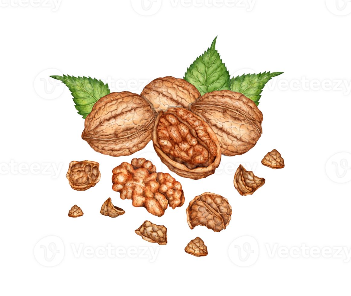 Walnuts, whole, chopped and kernel with green leaves watercolor illustration isolated from background. Realistic texture and natural colors of the shell and kernel of the nut. Ideal cooking, botanical png