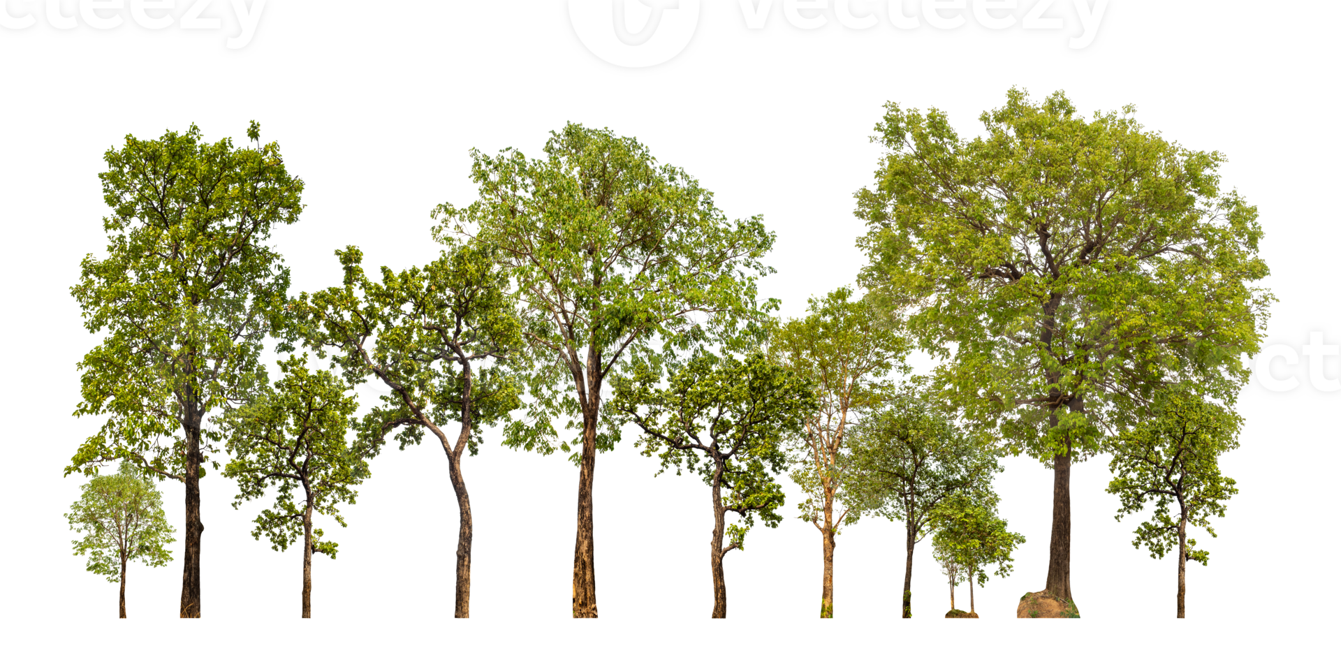 Green trees isolated on transparent background. forest and leaves in summer rows of trees and bushes png