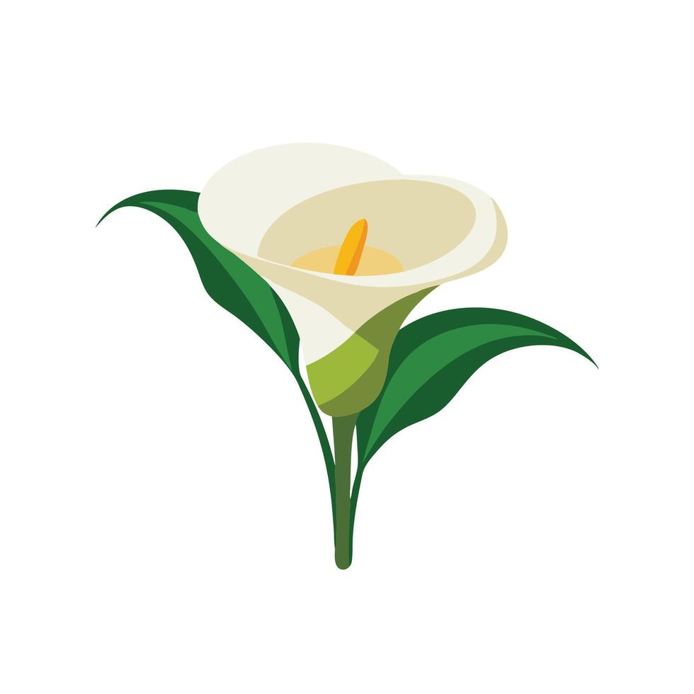 Calla flower isolated flat illustration on white background. vector