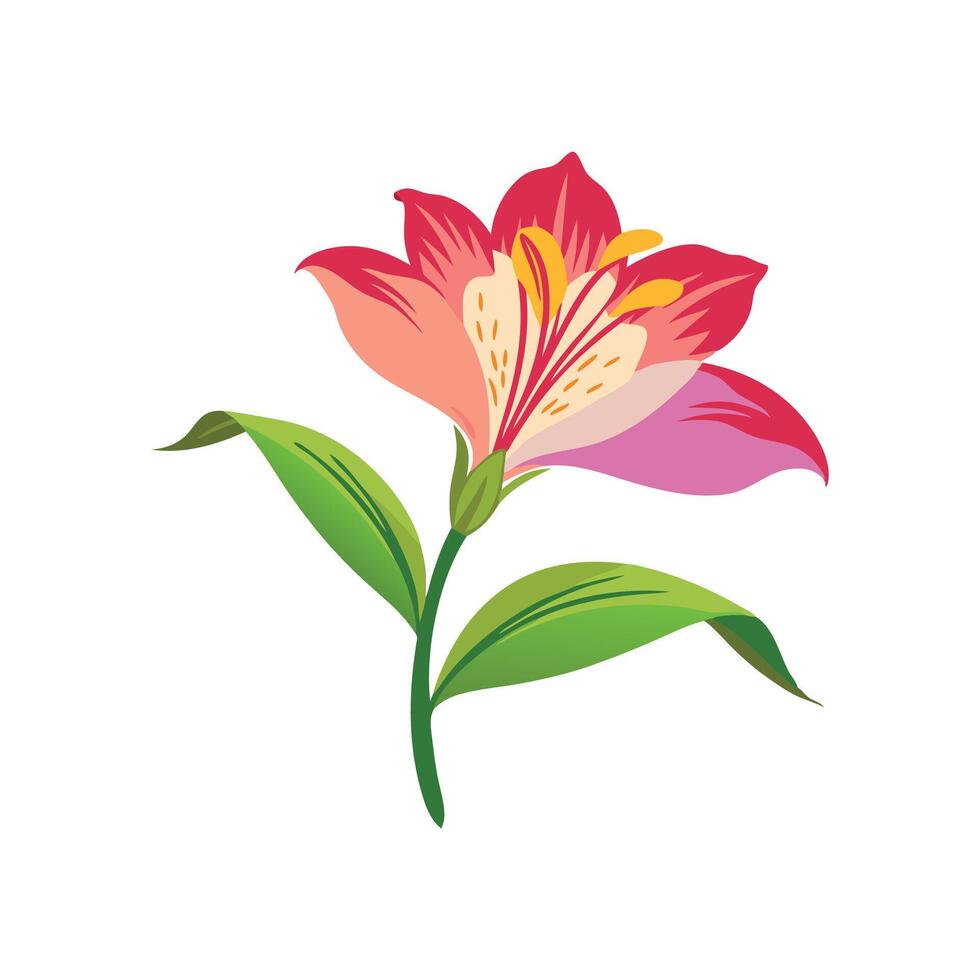 Alstroemeria flower isolated flat illustration on white background vector