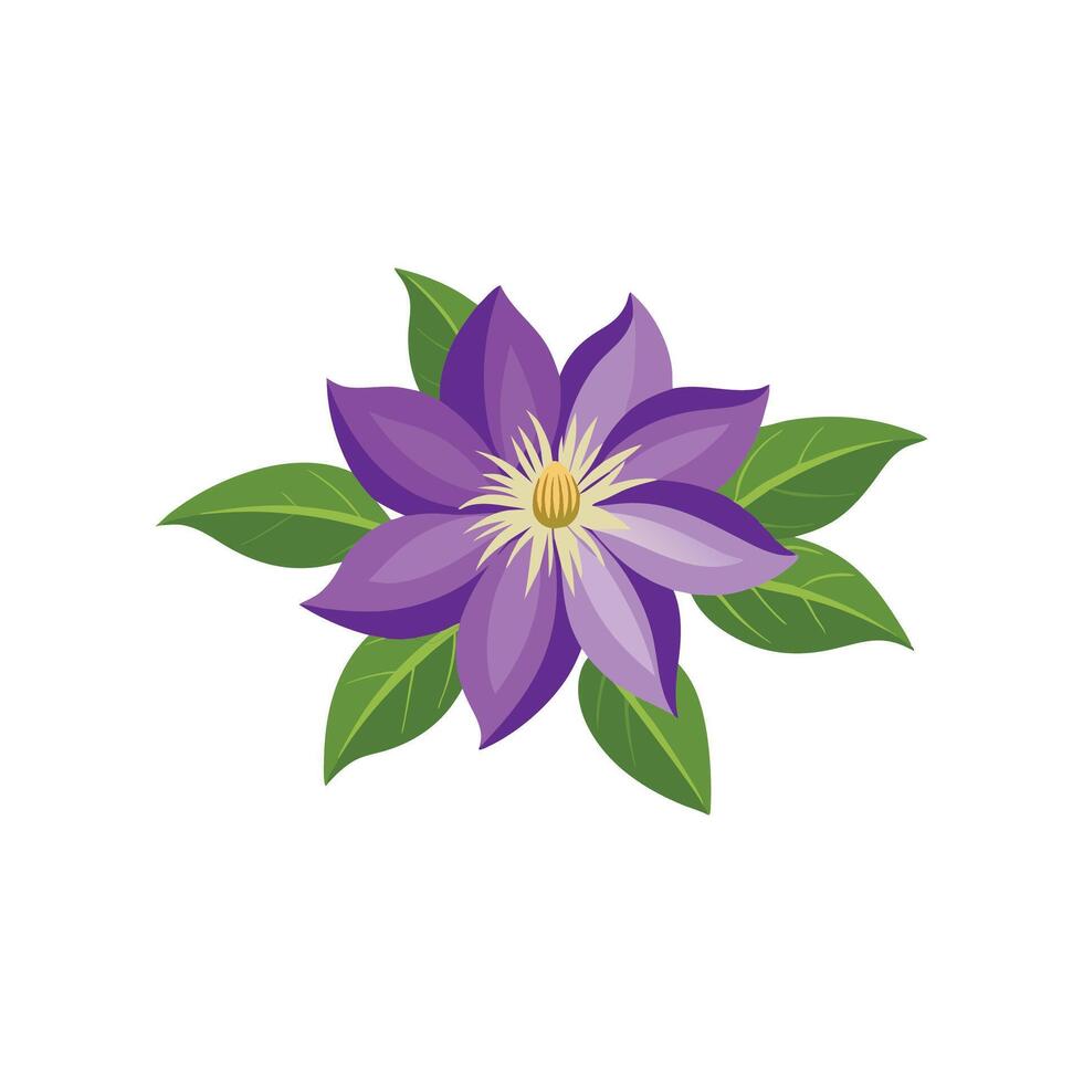 Clematis flower isolated flat illustration on white background. vector