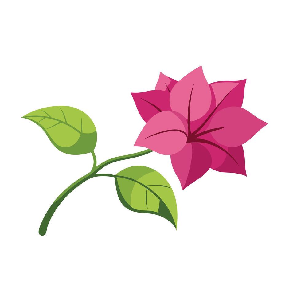 Bougainvillea Flower flower isolated flat illustration on white background. vector