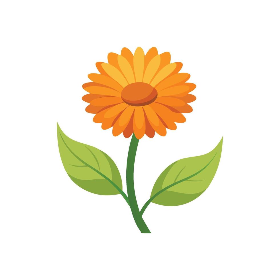 Calendula flower flat illustration on white background. vector