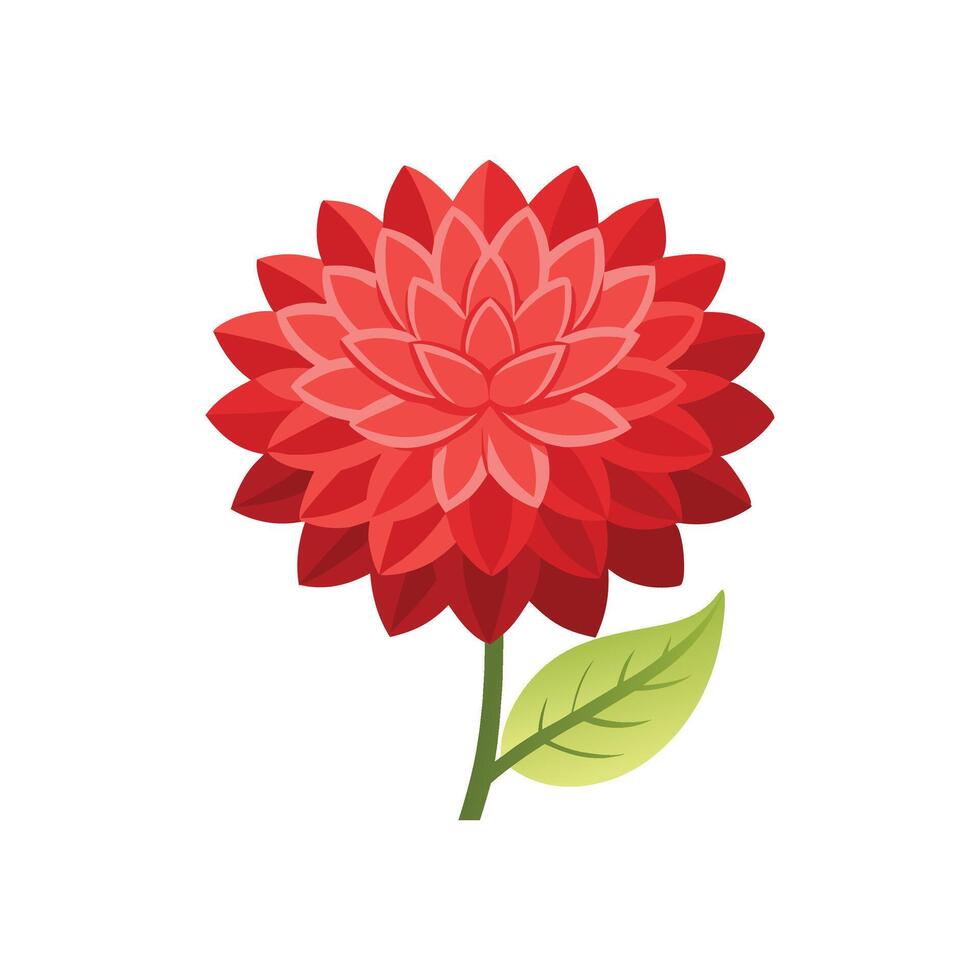 Dahlia flower isolated flat illustration on white background. vector