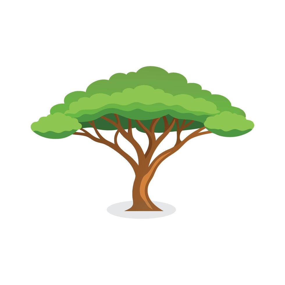 Acacia tree isolated flat illustration on white background vector