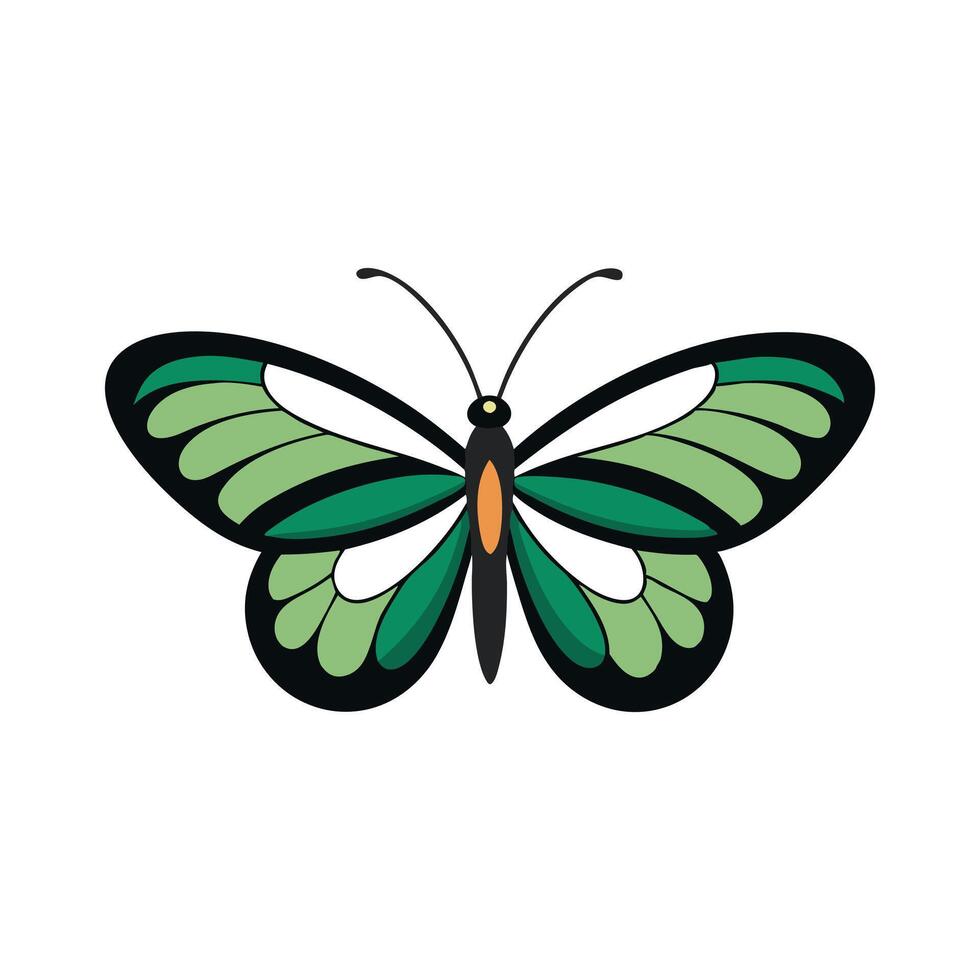 Glasswing Butterfly insect isolated flat illustration white background vector