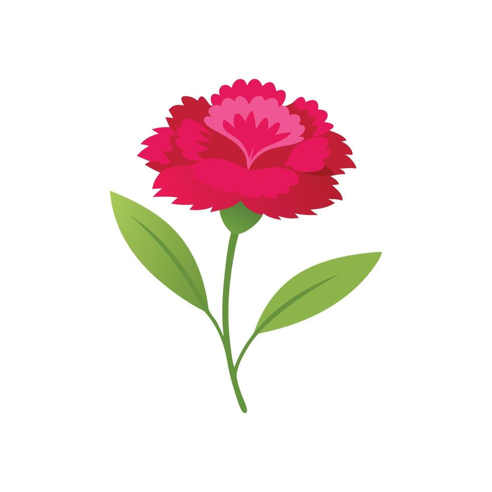 Dianthus flower isolated flat illustration on white background vector