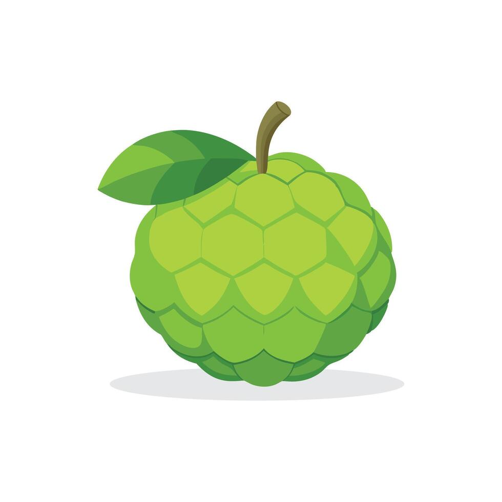 Custard apple fruit isolated flat illustration on white background. vector
