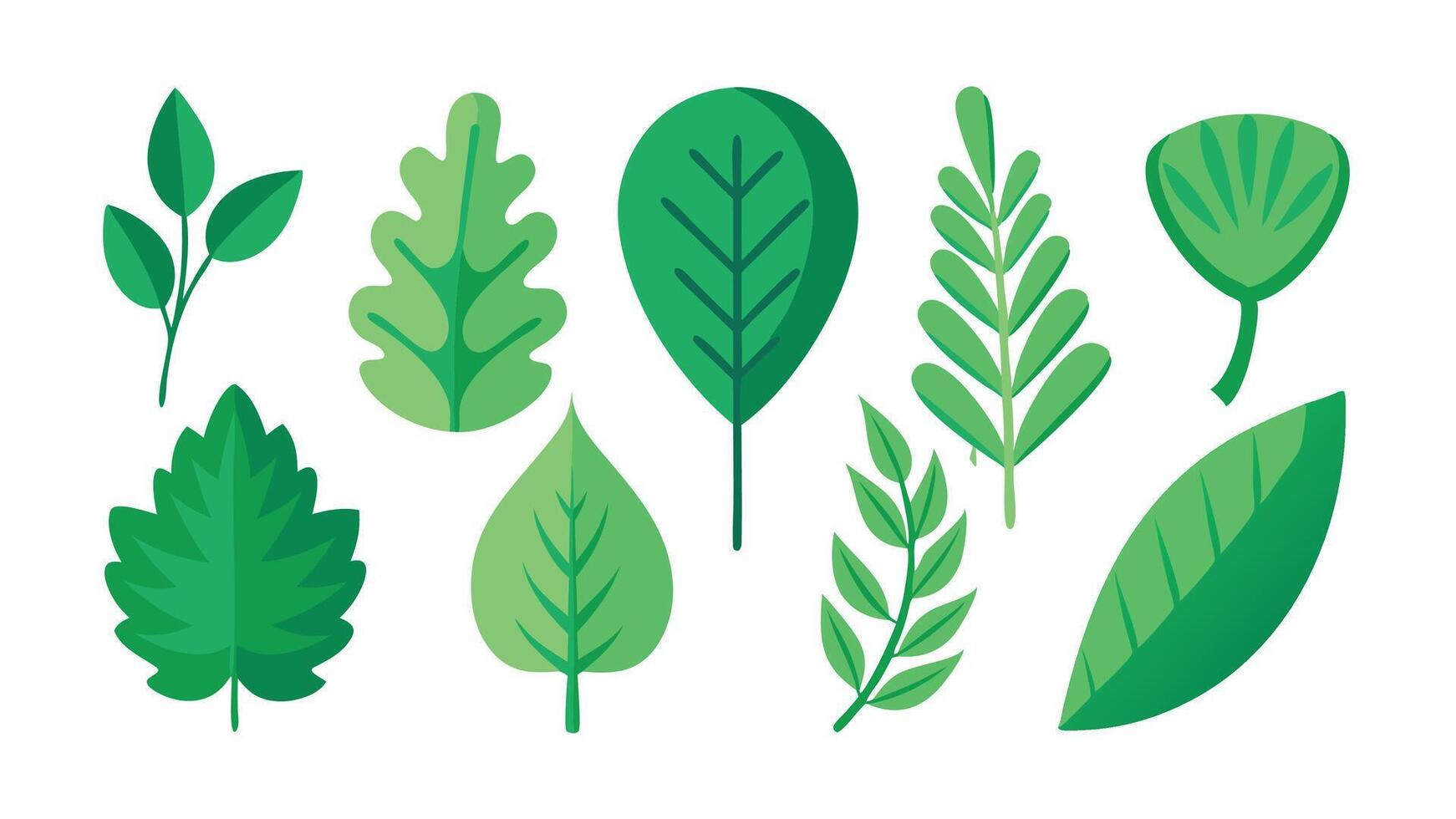 Various type of green leaf beauty of nature elements flat illustration on white background vector