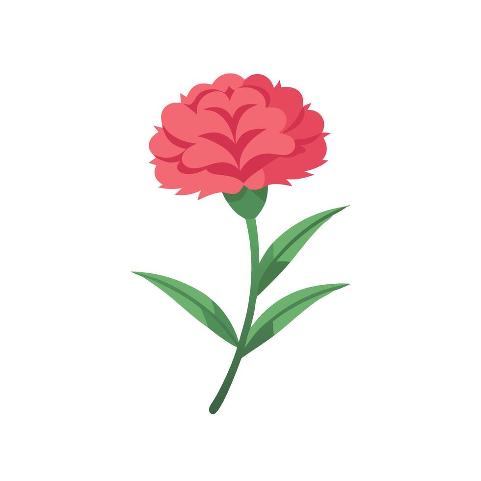 Dianthus flower isolated flat illustration vector