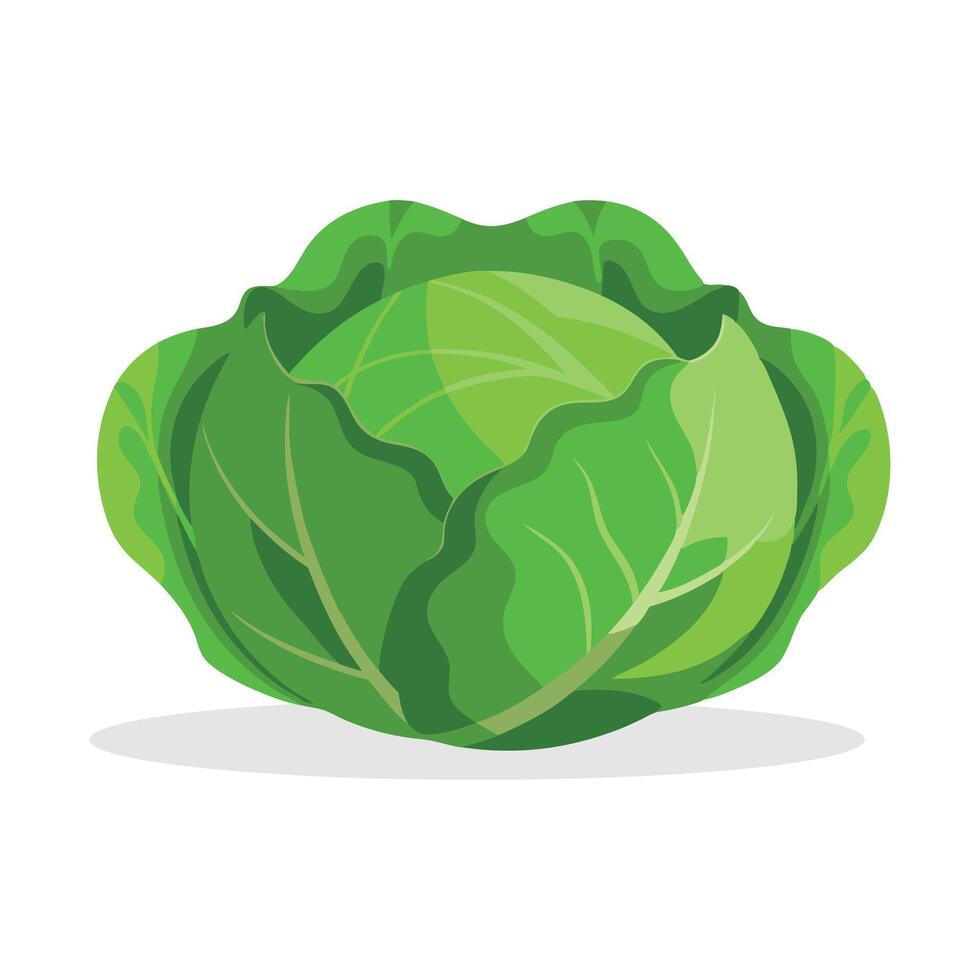 Whole fresh green cabbage flat illustration white background. vector