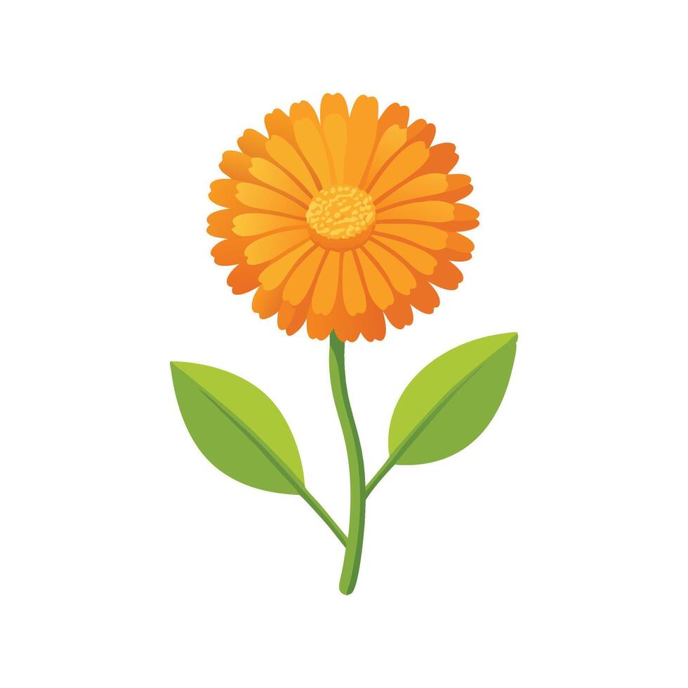 Calendula flower isolated flat illustration on white background vector