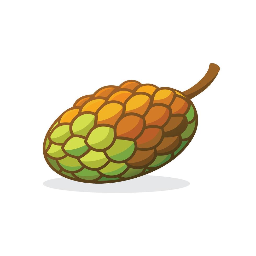 Snake fruit isolated flat illustration on white background. vector