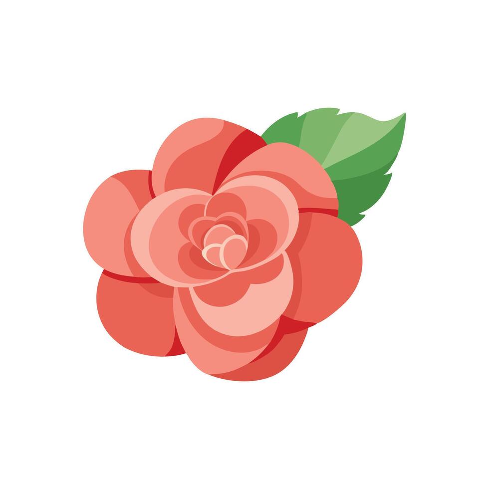 Begonia flower isolated flat illustration on white background. vector